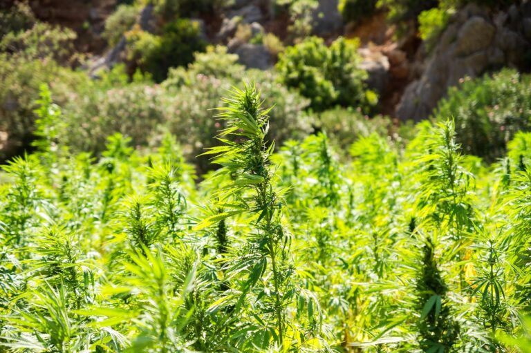 Titelbild zu „Bio-Hanf CBD Öle: Ökologische Qualität gewinnt an Bedeutung“