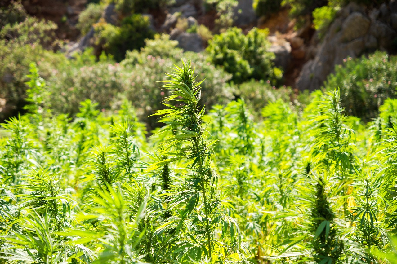 Titelbild zu „Bio-Hanf CBD Öle: Ökologische Qualität gewinnt an Bedeutung“